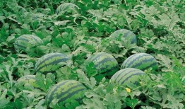 常德网红吃瓜群微信,揭秘网络社交圈的趣味与争议